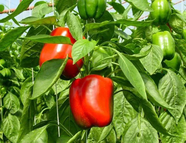 bell-pepper-momfinanceblog