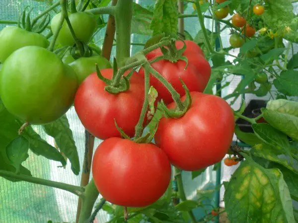 tomatoes-momfinanceblog